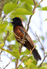 Orchard Oriole male